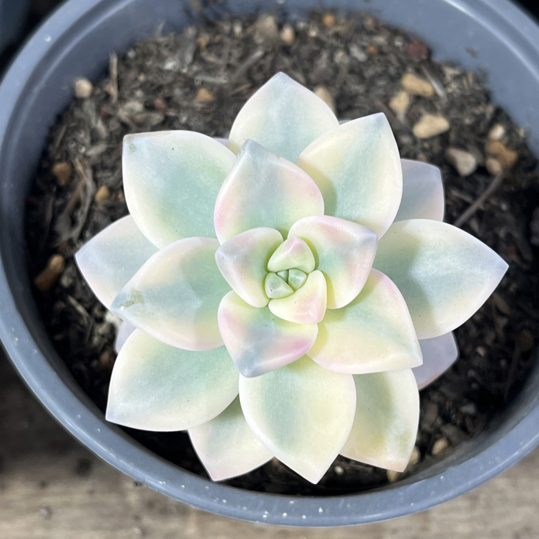 【任意下单即包邮】淡雪覆伦锦6厘米多肉植物，脱土发货