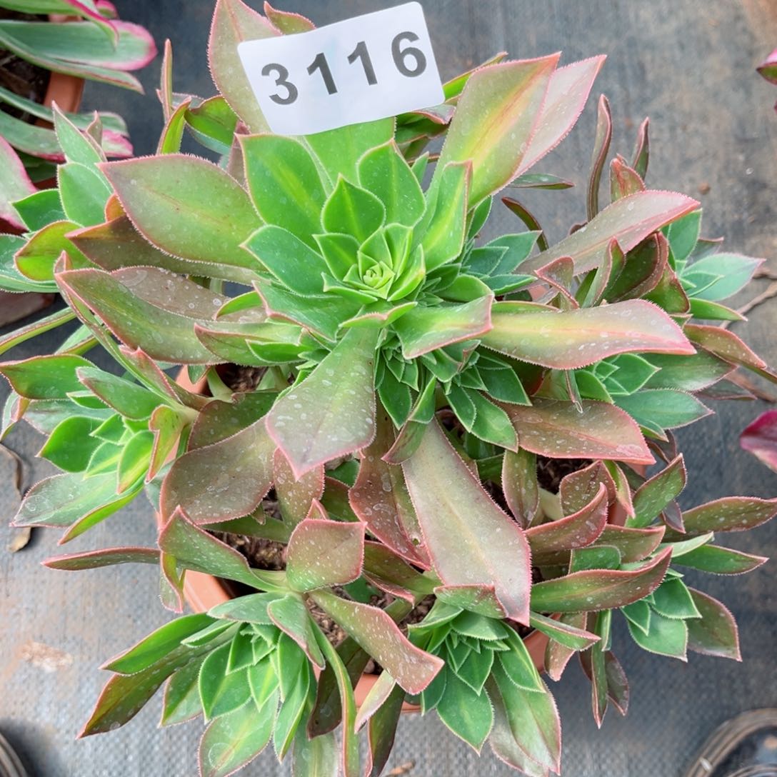 枫叶中斑多肉发货