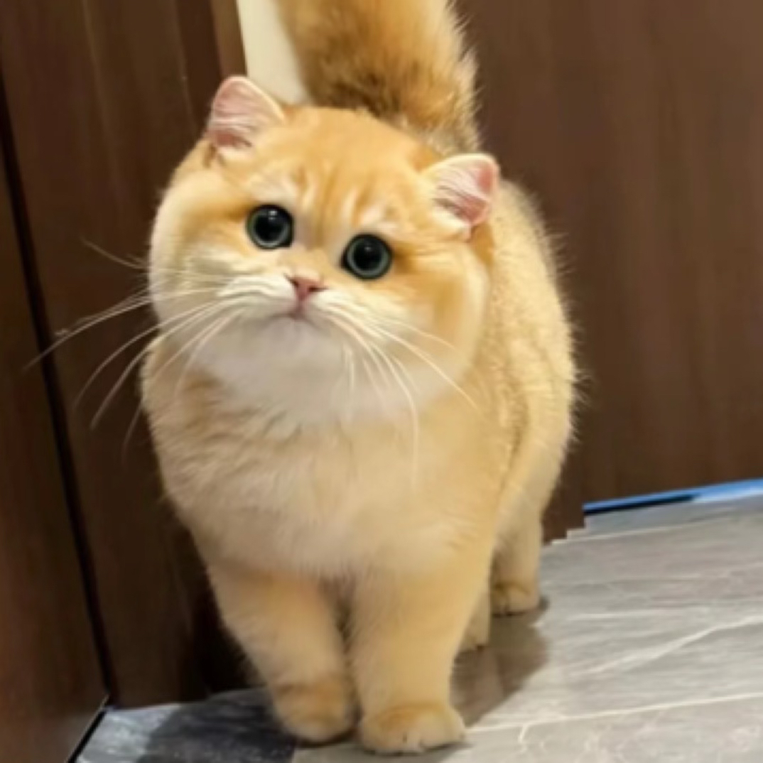 喵爪爪（全品类）宠物活体金/银渐层/蓝白/布偶/缅因等