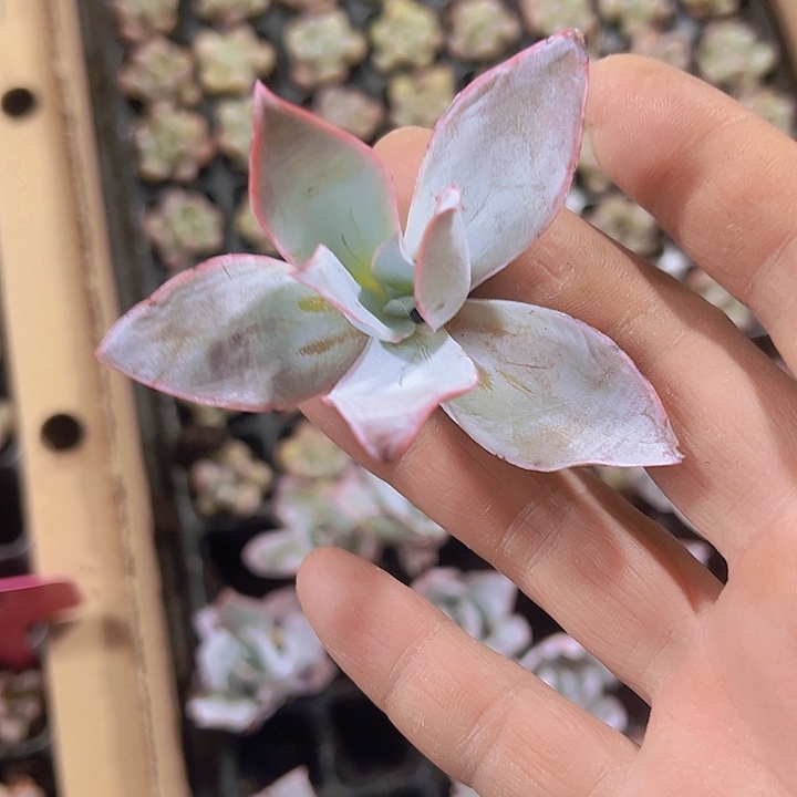 广寒宫精品多肉植物