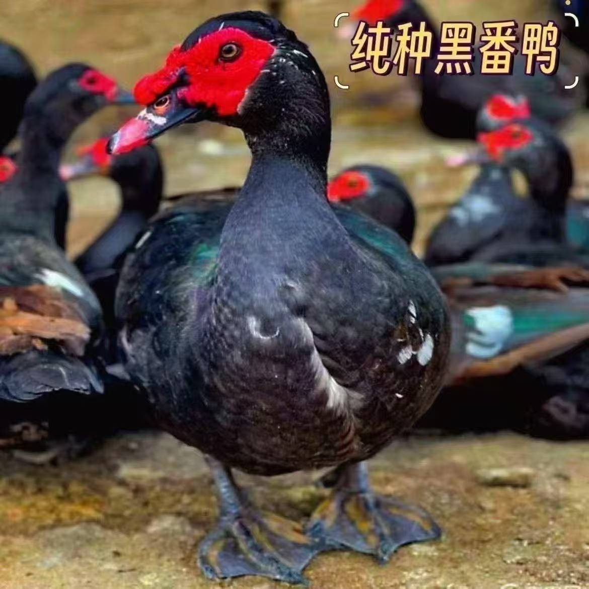 宠物鸭 螺纹鸭 大种黑番鸭 【顺丰恒温车厢包邮】
