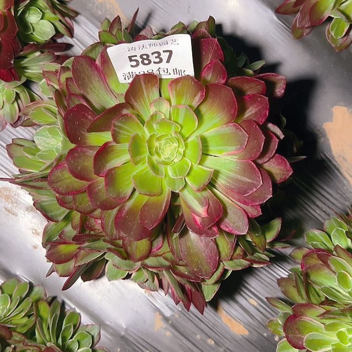 5837万花筒多肉植物2号