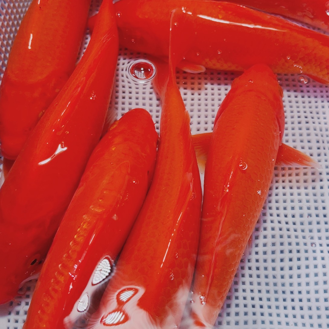 海水鱼锦鲤观赏鱼