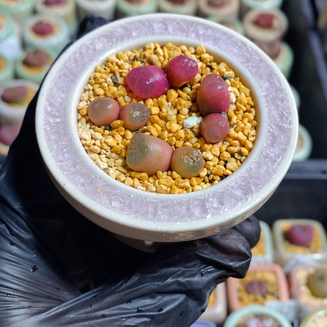 3909-一物一拍 带盆