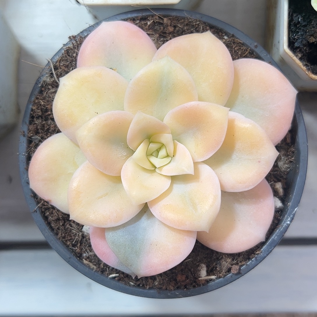 满38包邮可爱玫瑰锦