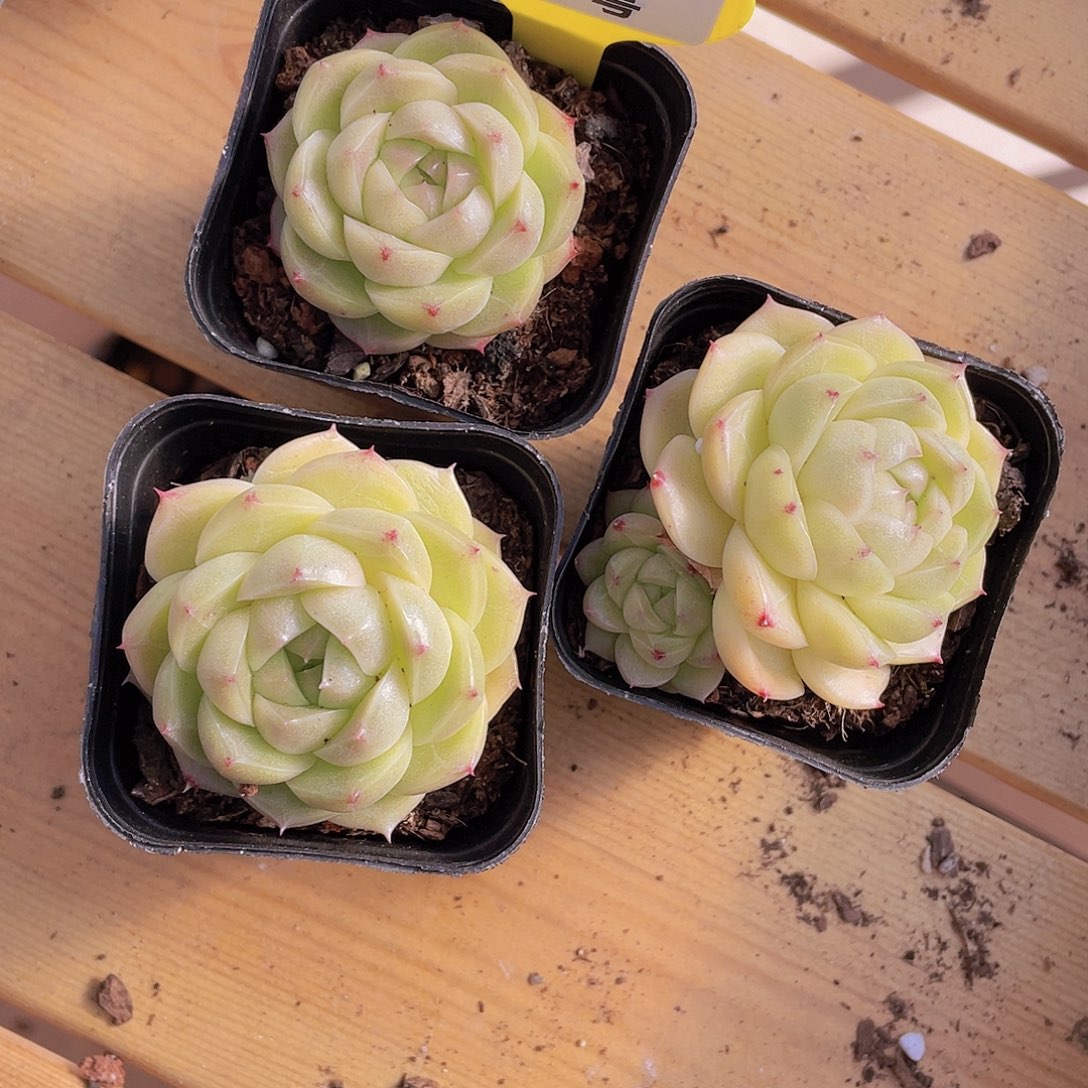 895号 绿胖子麦秆一个