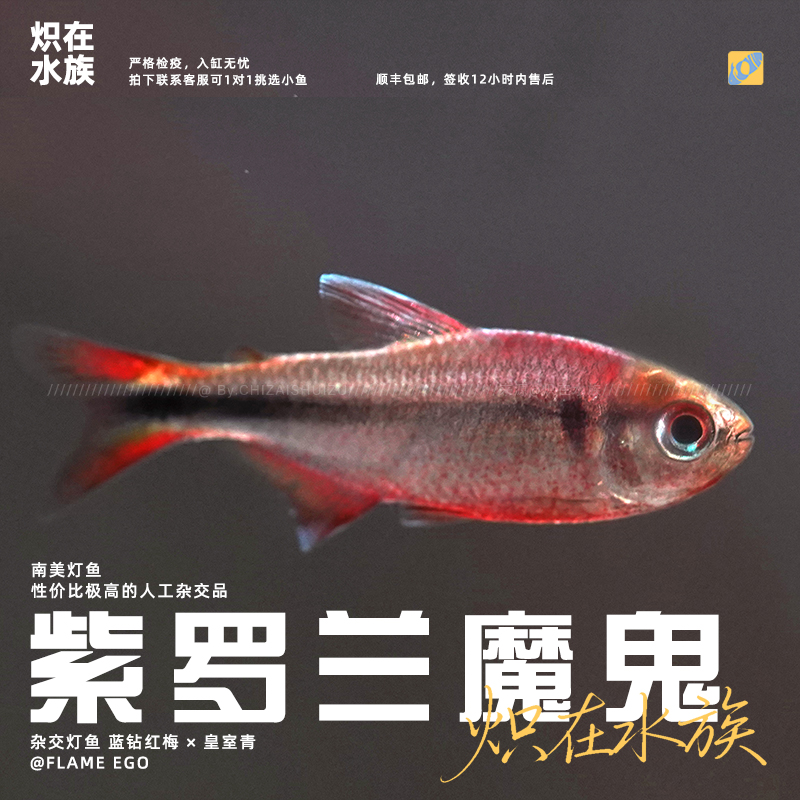 【炽在·顺丰包邮】紫罗兰魔鬼 南美灯科鱼 观赏鱼 热带鱼 宠物