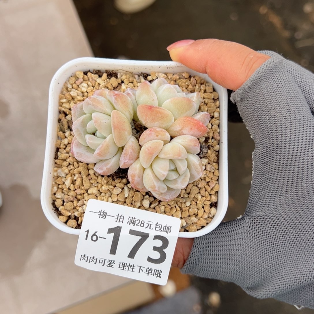 冰玉，多肉多多肉多肉