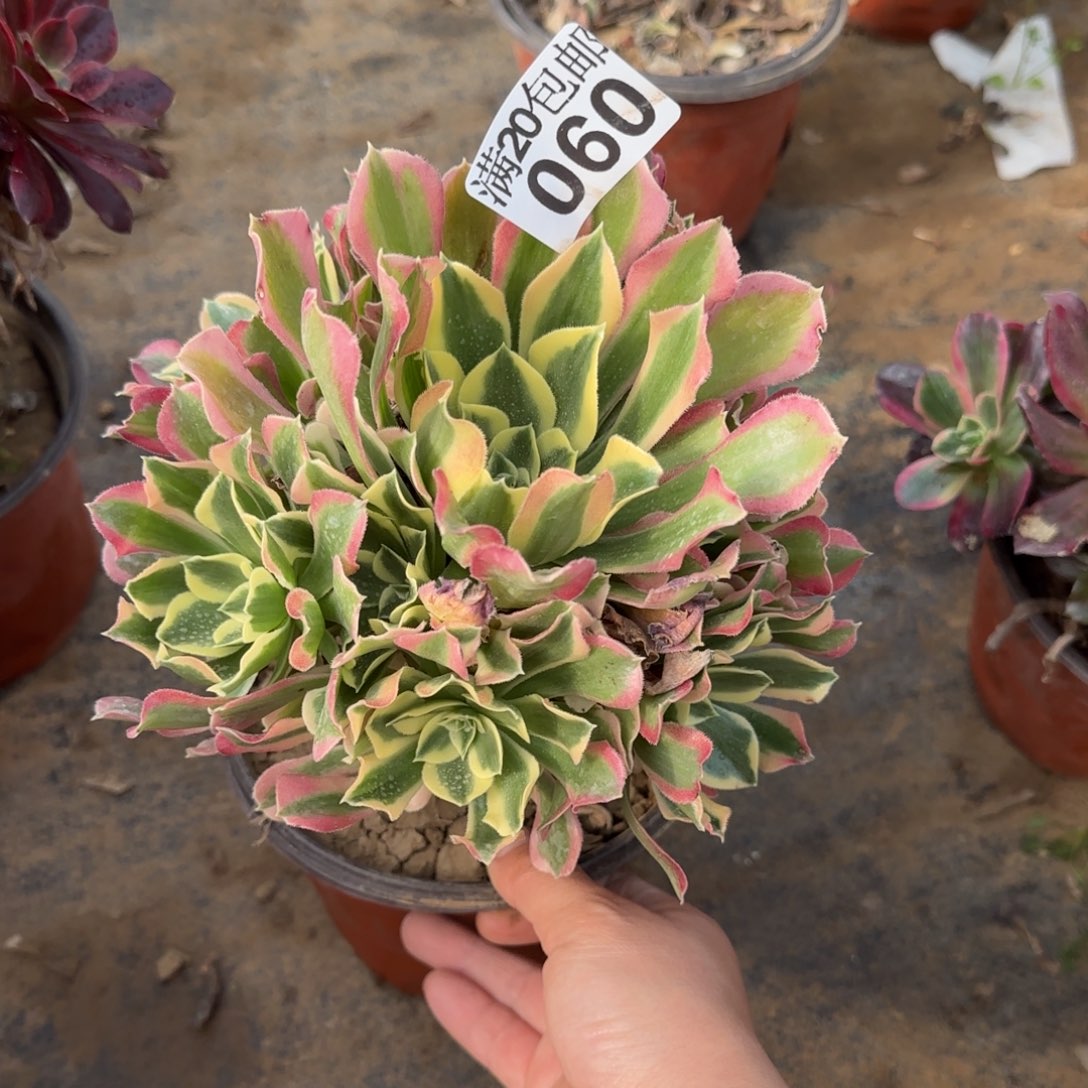 白凤多肉060满20包邮断枝不包