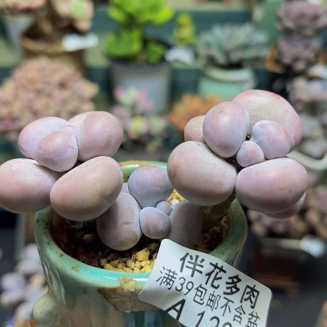 1200芭比奶酪6cm多肉