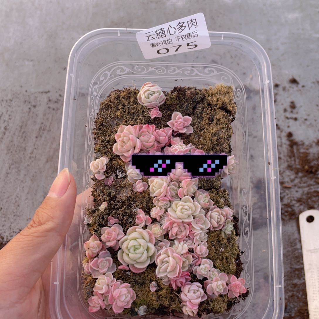 云糖心多肉植物75