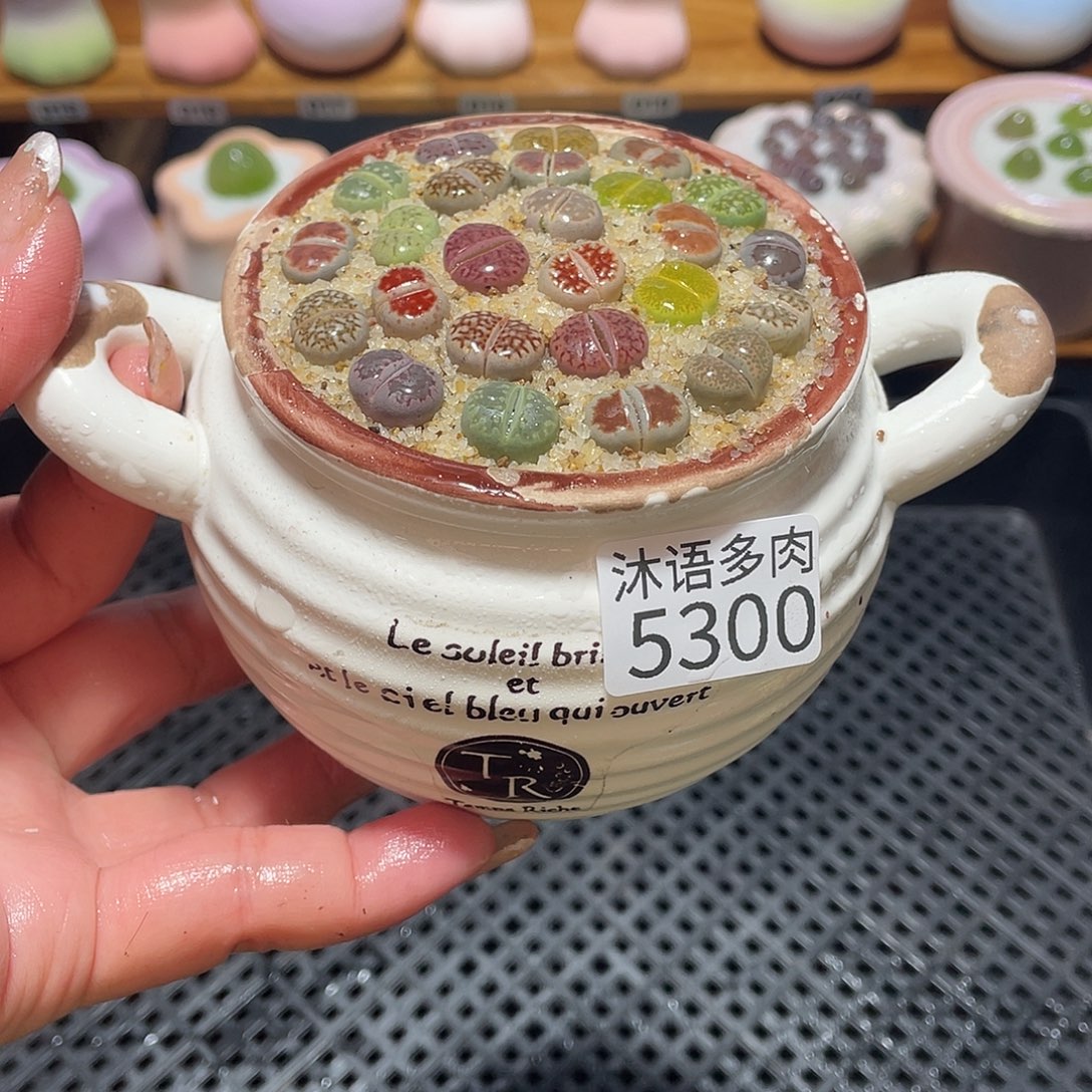 带盆土植物 一物一拍5300