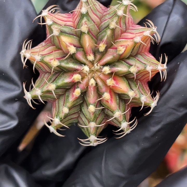 十一棱肋骨 一物一拍。