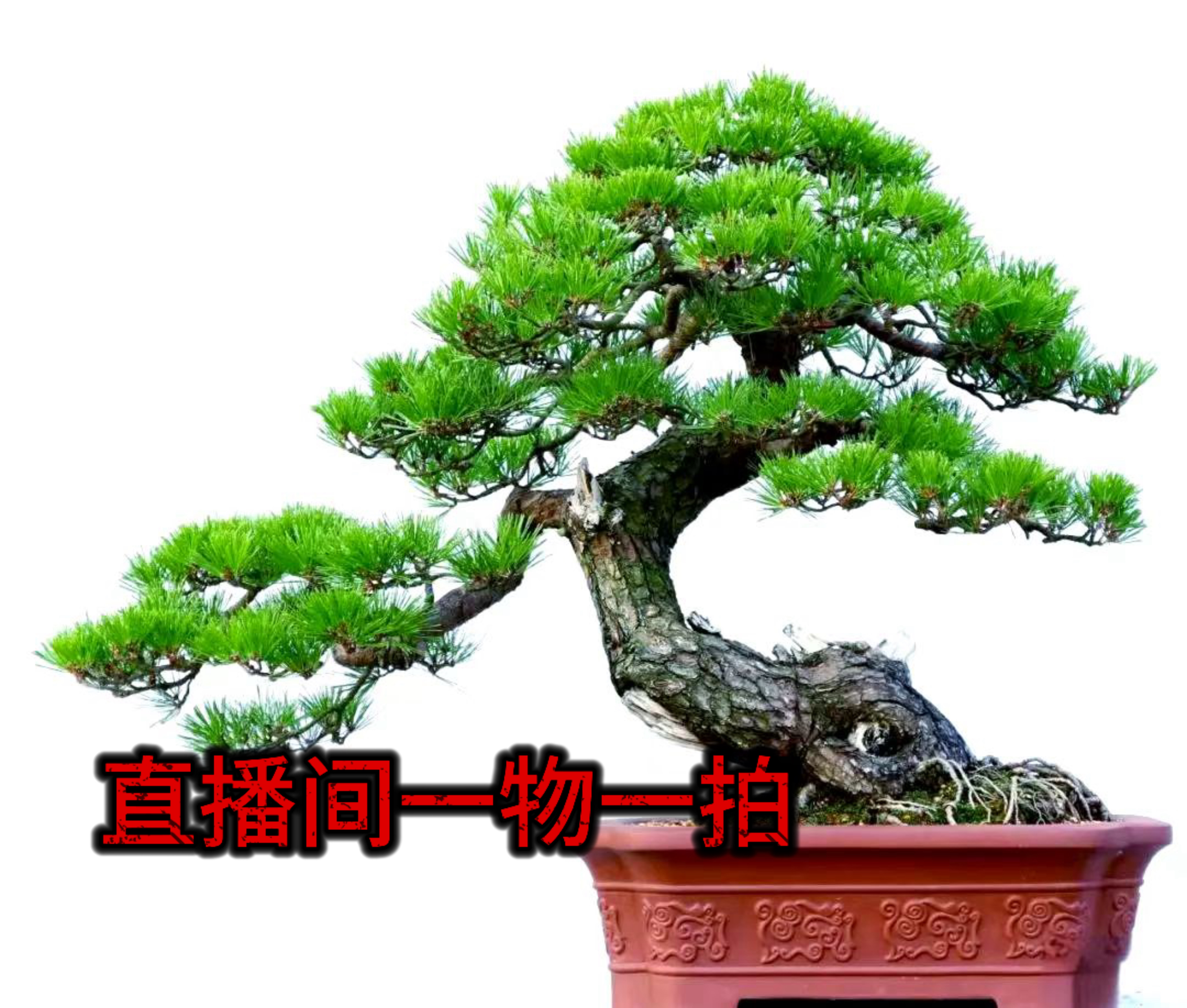 黑松盆景黄杨济州真柏系鱼川等老桩庭院绿植