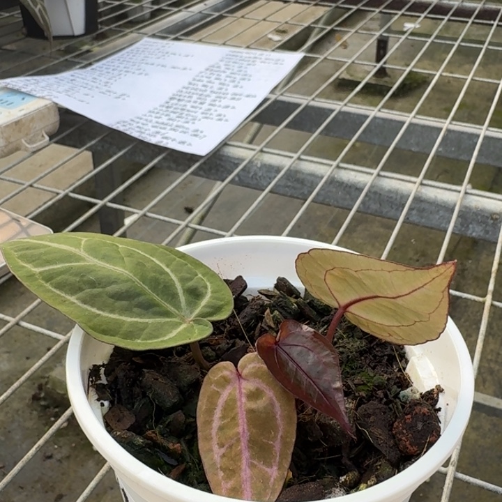 完全开放16号绝紫3头