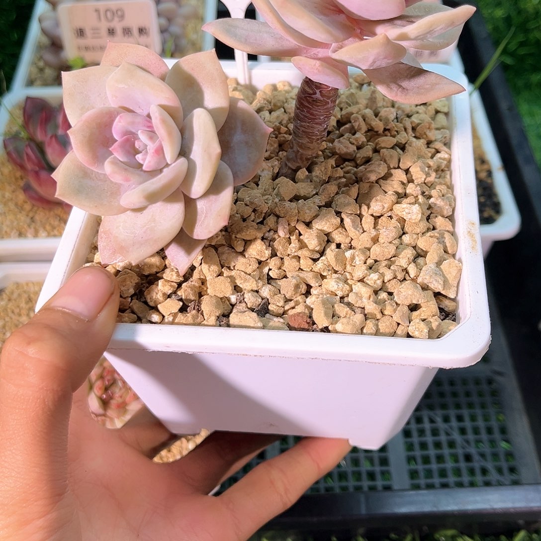 卉森精品多肉编号41