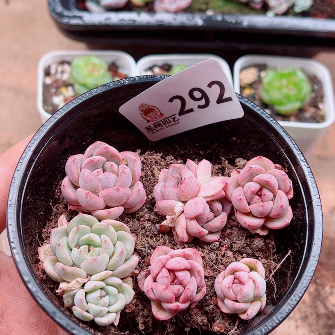 多肉植物多肉植物