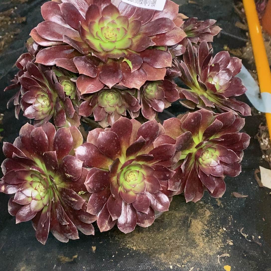 079黑骑士多肉法师锦