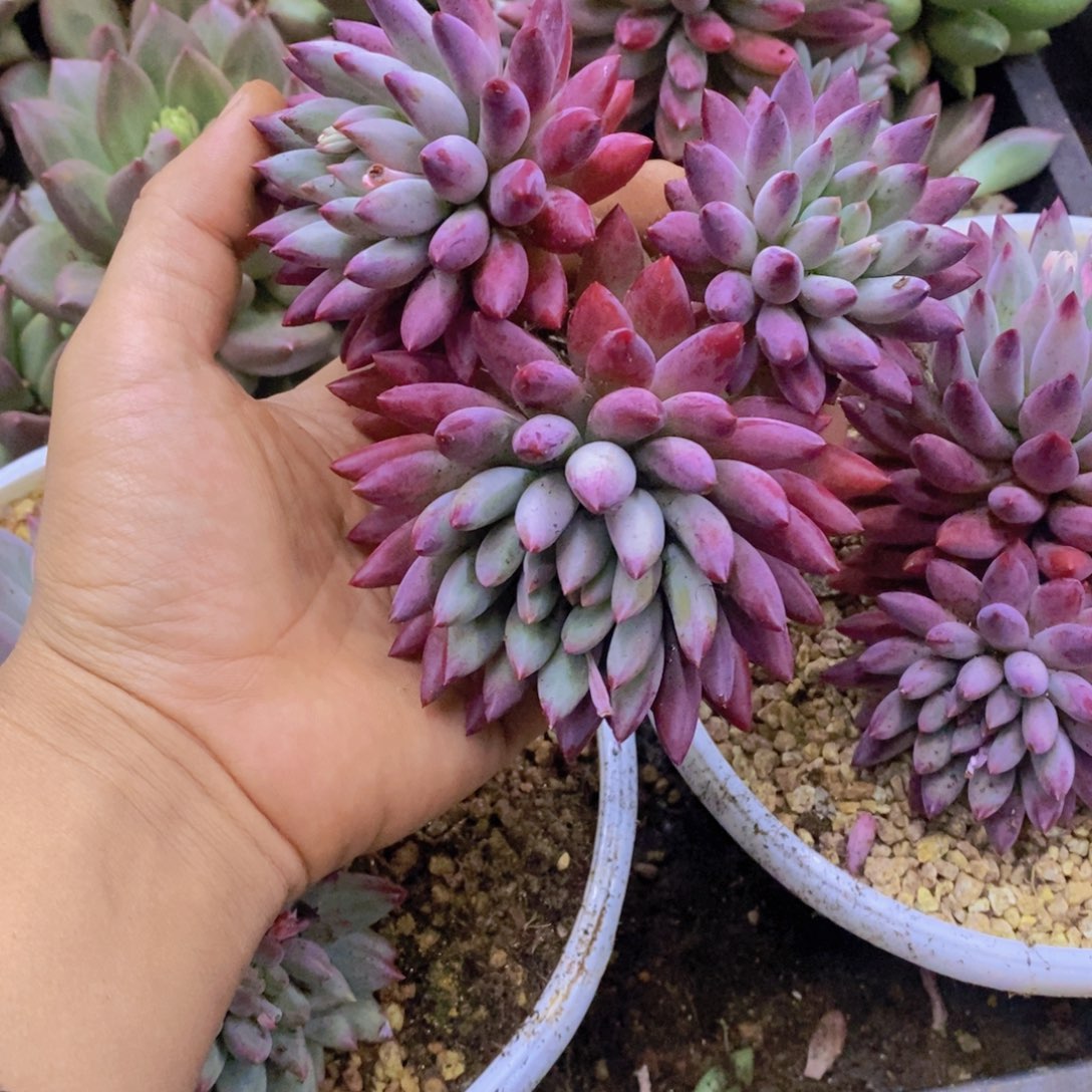 多肉植物多肉植物