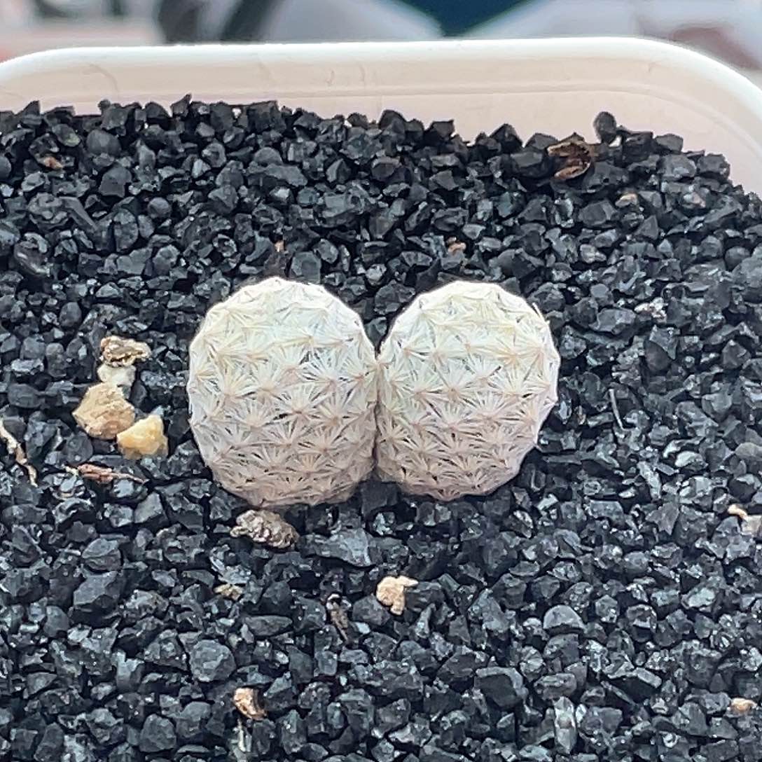 实生双头大玉白鸟仙人球