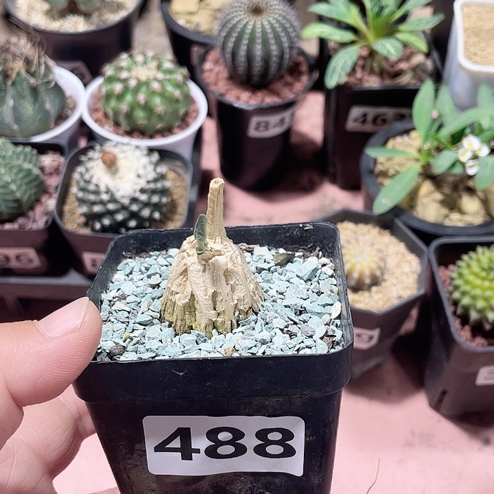 488龟甲箩魔块根