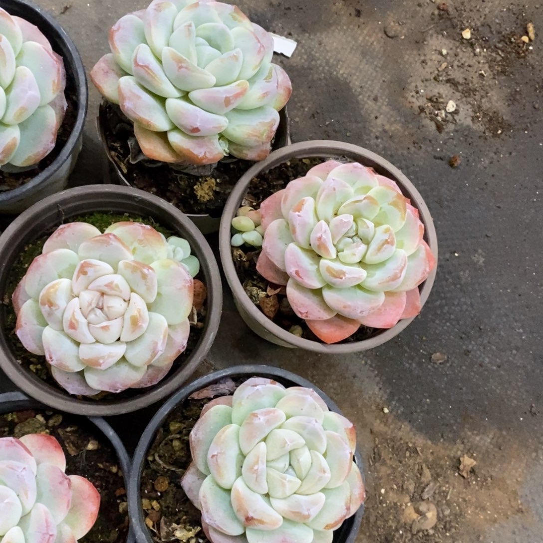 冰玉单头控养小老桩四盆，70杯