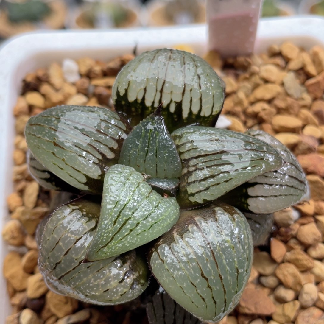 40丸叶亲指姬。         