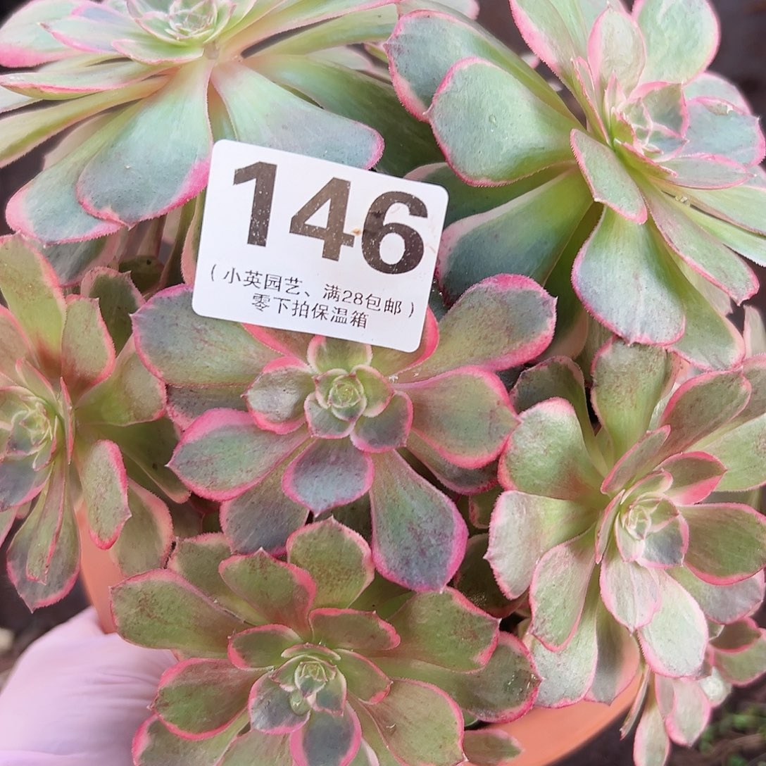 多肉植物多肉植物146