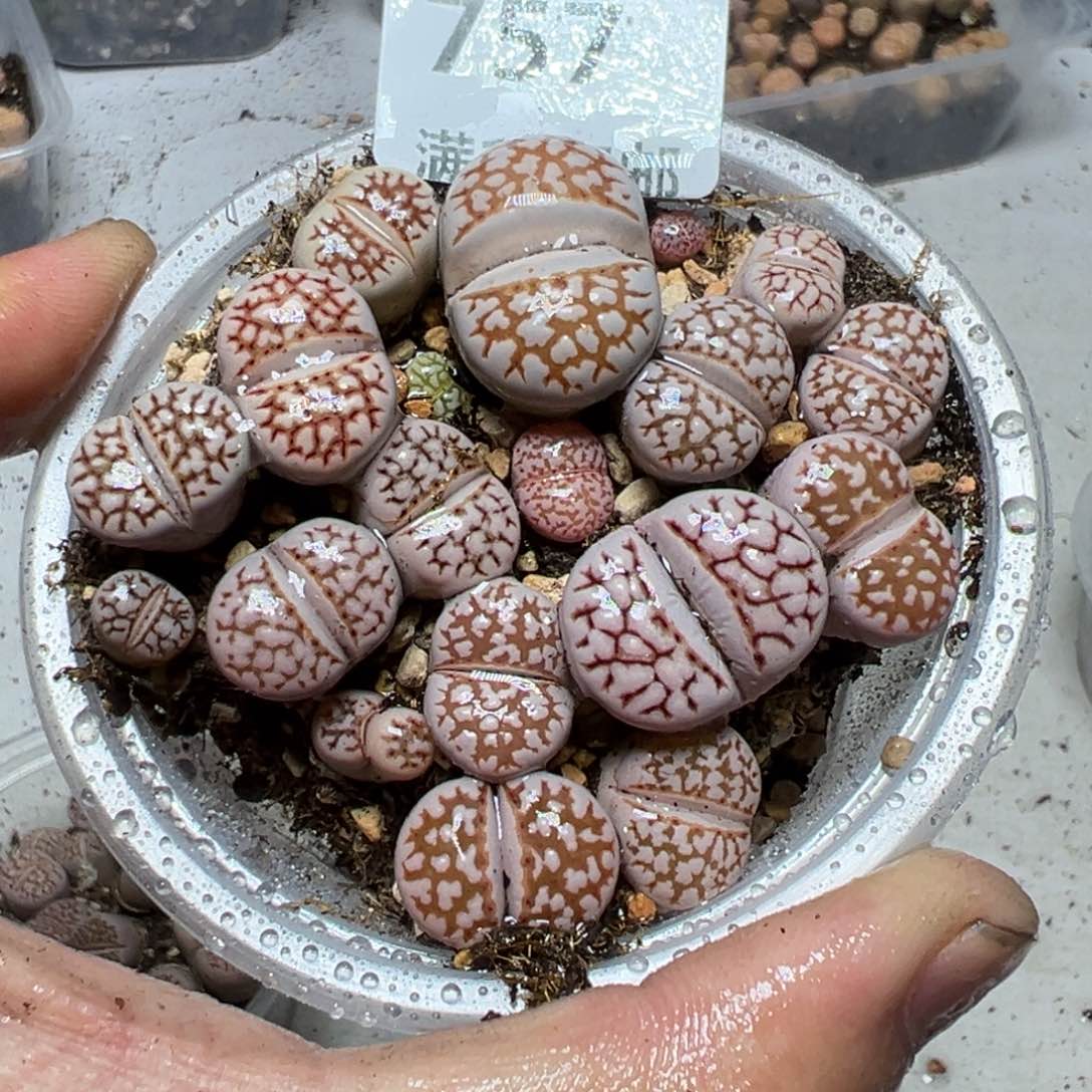 【闪购商品】 757。   