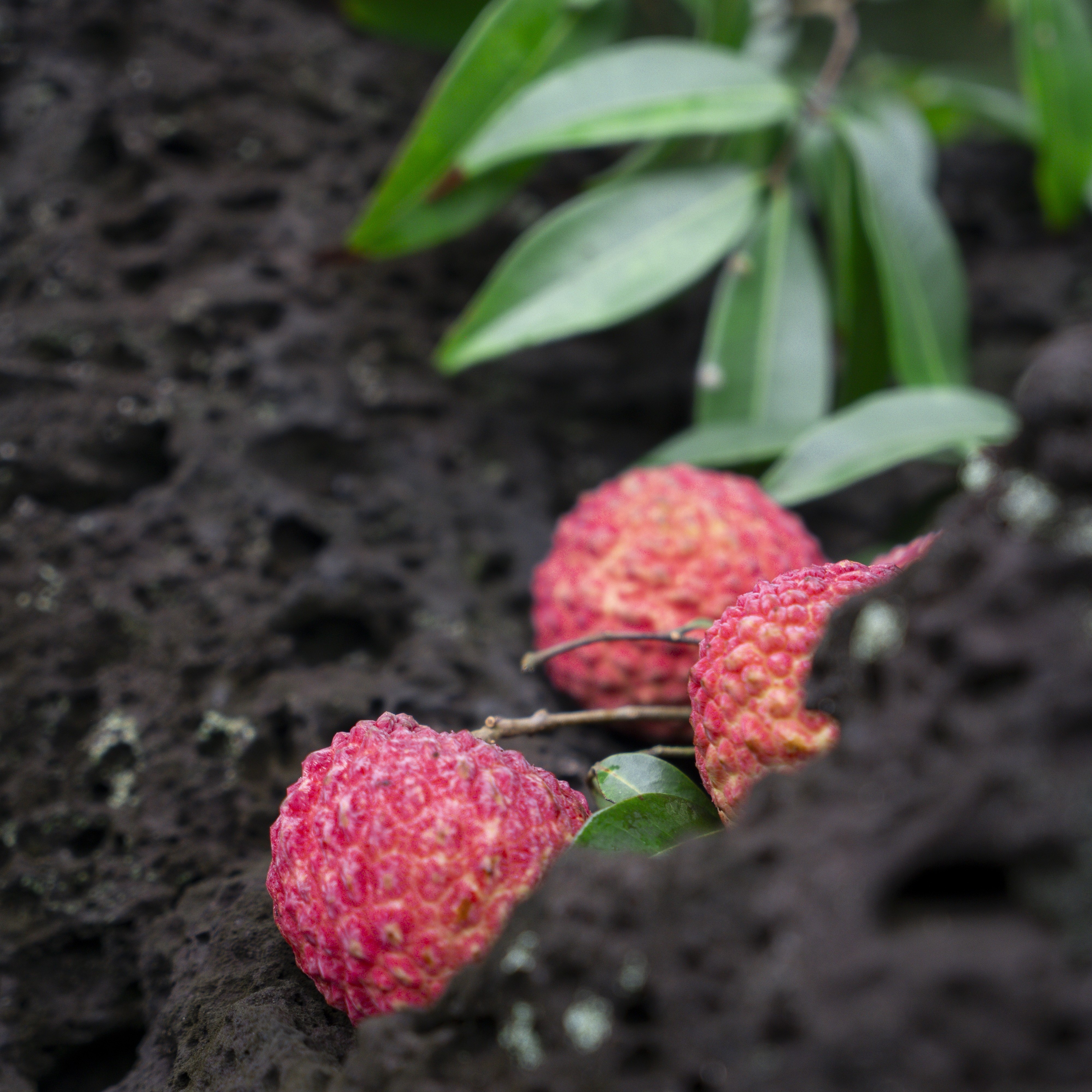 【火山岩】海南荔枝王新鲜当季现摘现发顺丰空运多汁肉厚水果