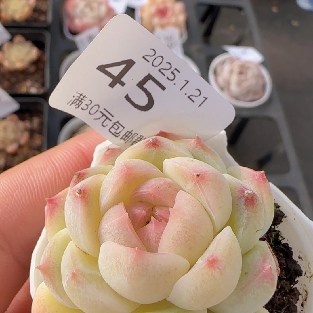 白桃汽水单头一颗脱土