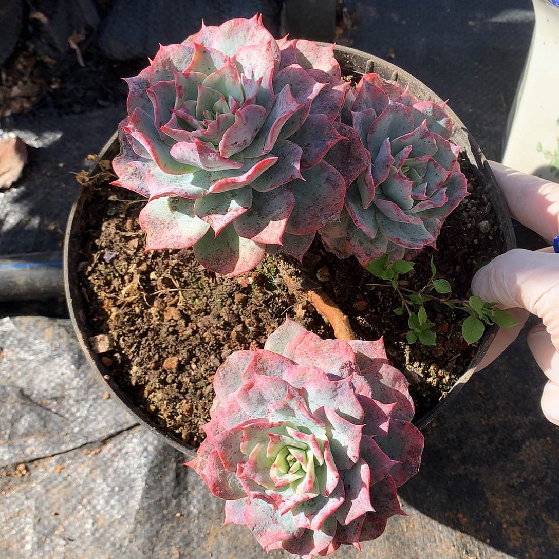 龙赞尼多肉一物一拍