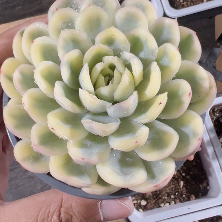 长*草莓冰锦精品多肉植物