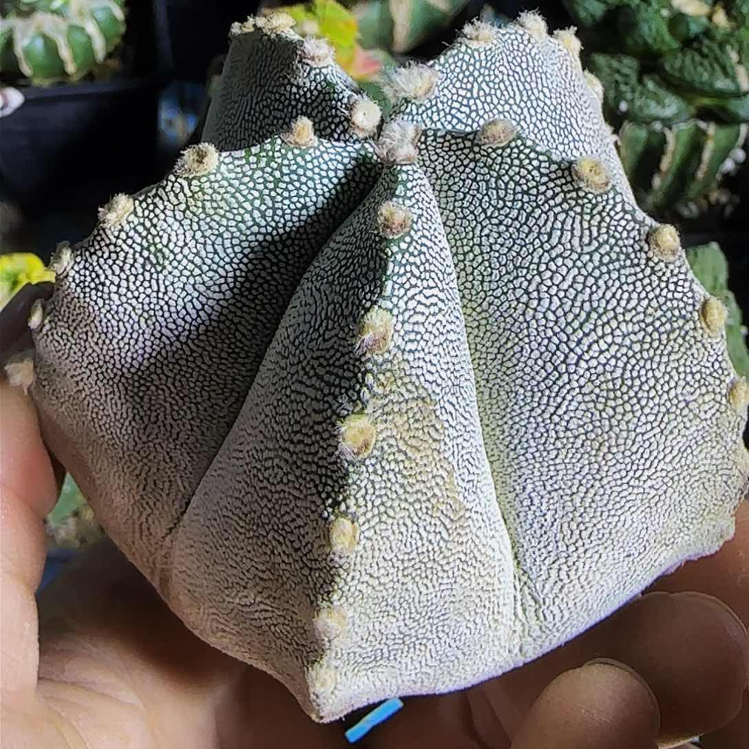 大恩冢496刚出根