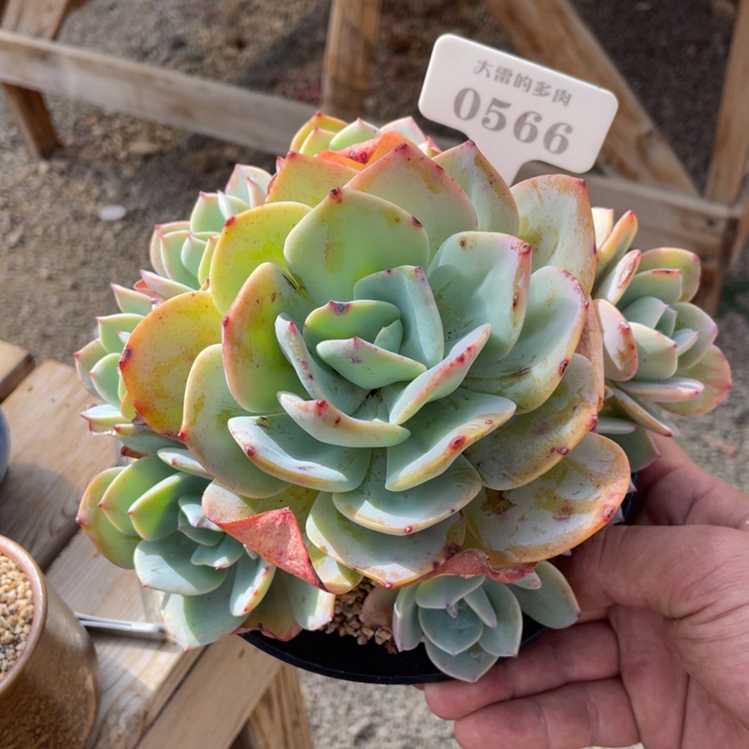 0566白凤不带盆20厘米