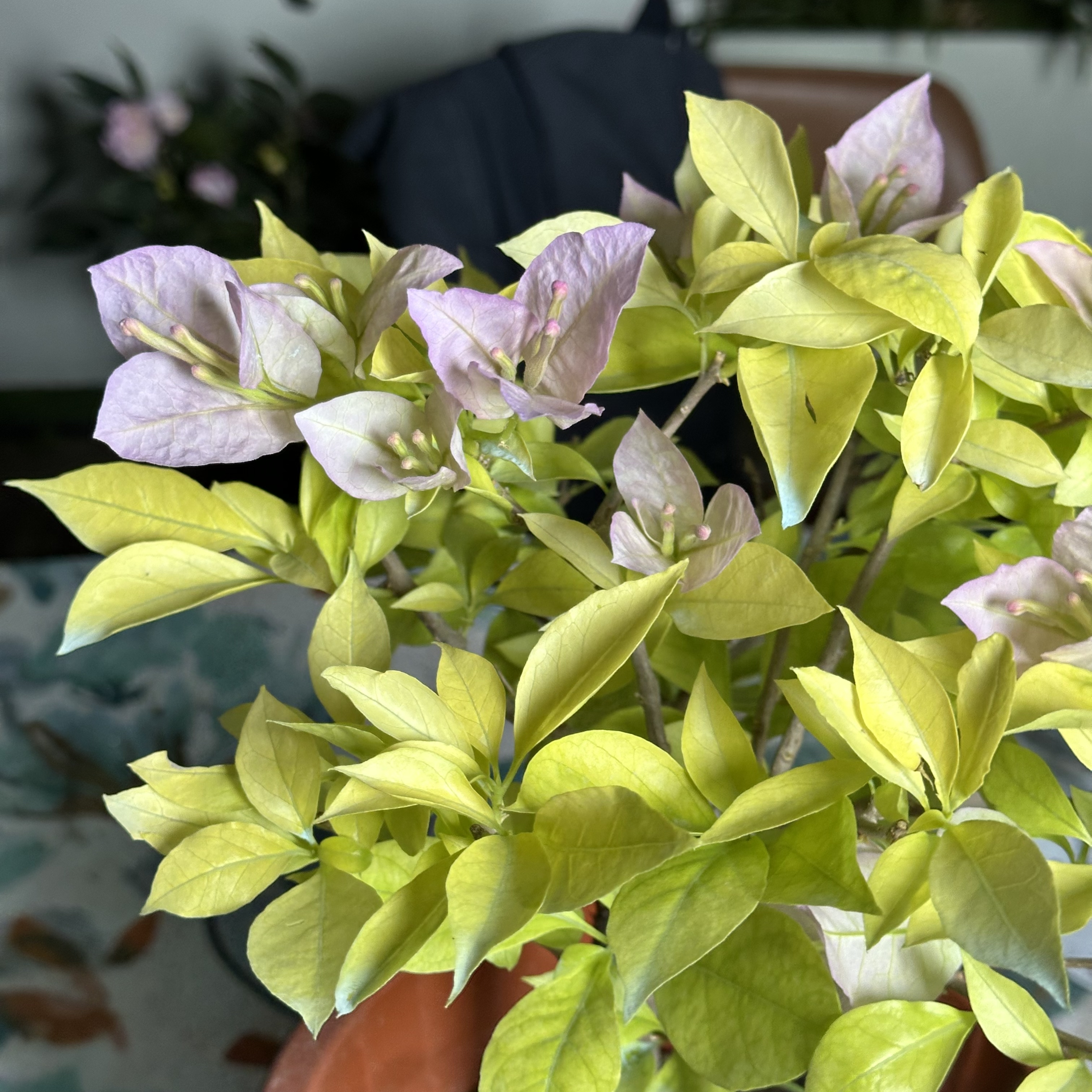 【新疆包邮】金夫人三角梅