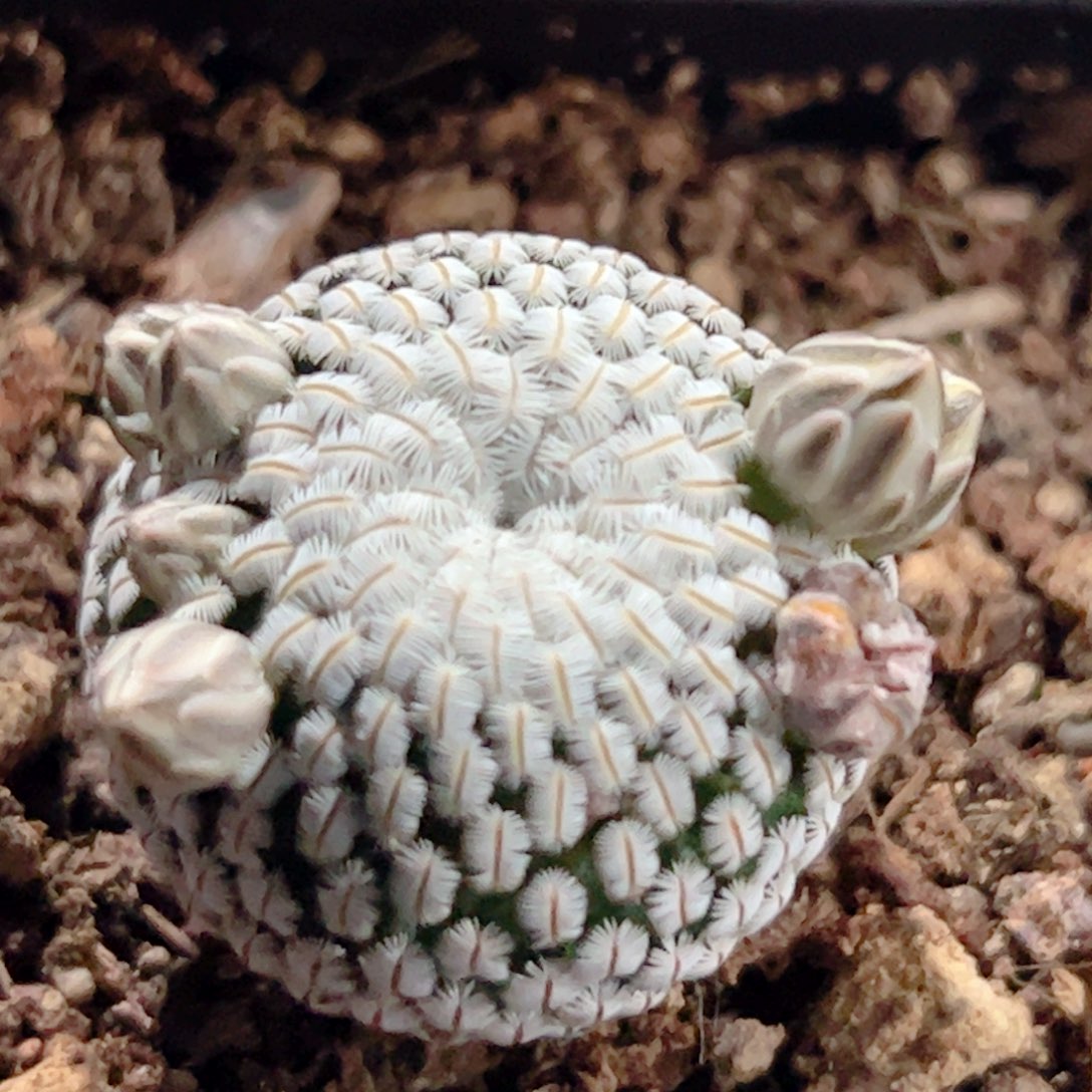 白斜子实生 仙人球