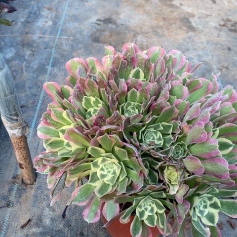 白凤多肉植物034