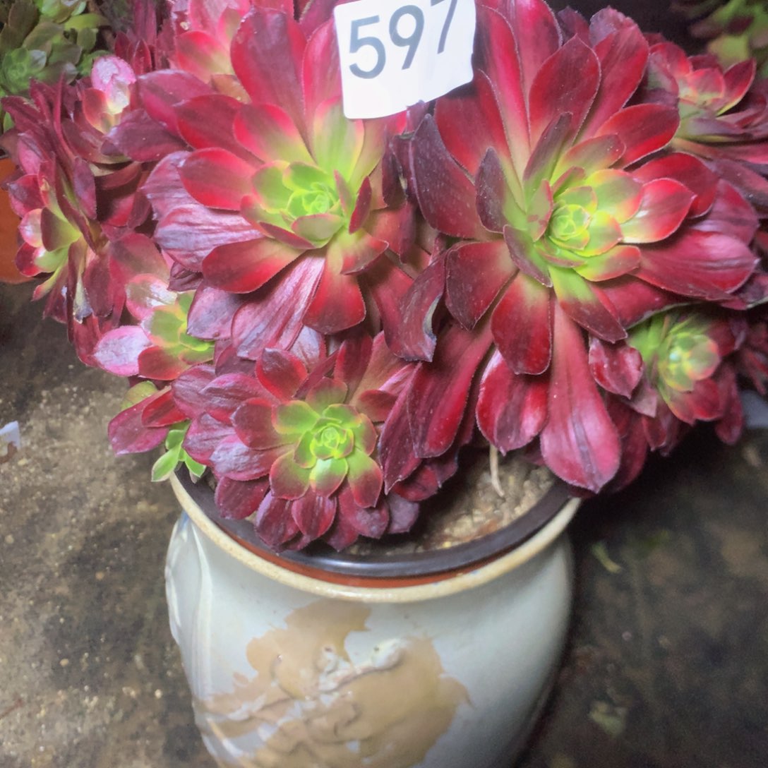 597安娜多肉植物