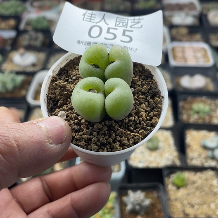 佳人园艺 老周多肉上福利啦孔卡福055