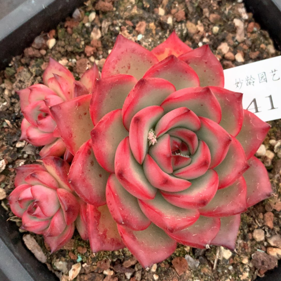 6419不包掉头整散不售后