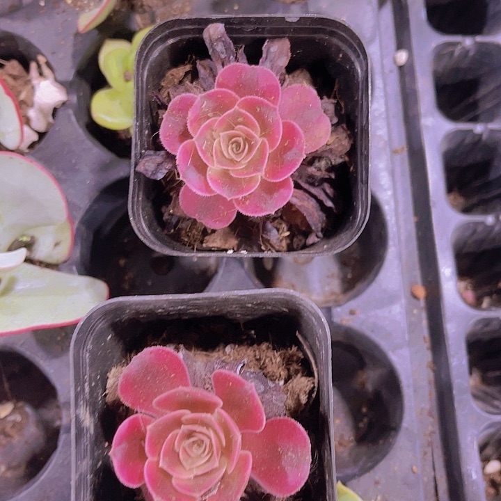 精品法师多肉植物带盆土发