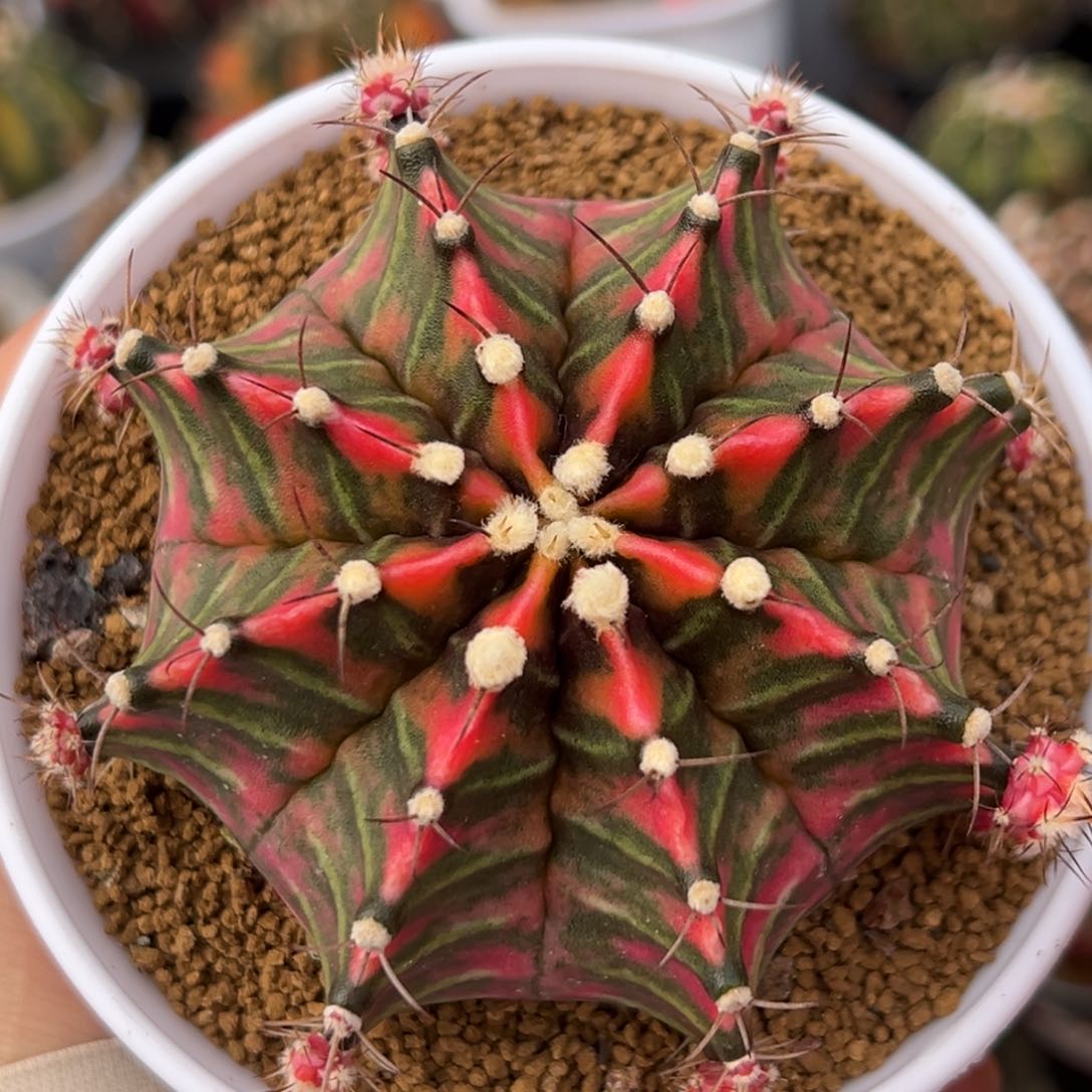 泰系实生米哈锦000