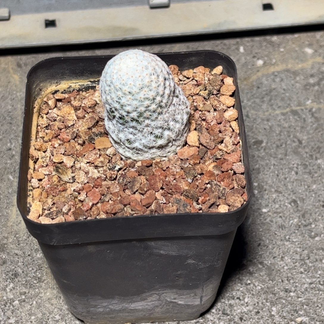 侧芽扦插繁殖带盆发货