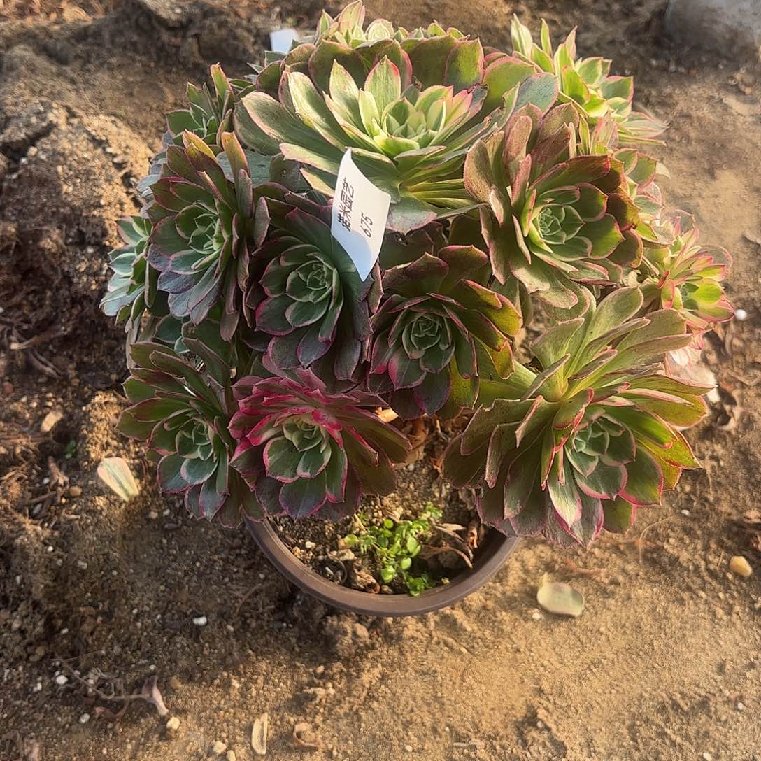 火龙果多肉植物675
