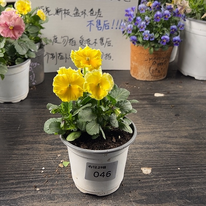 当前无花朵，栽培后可花朵046号