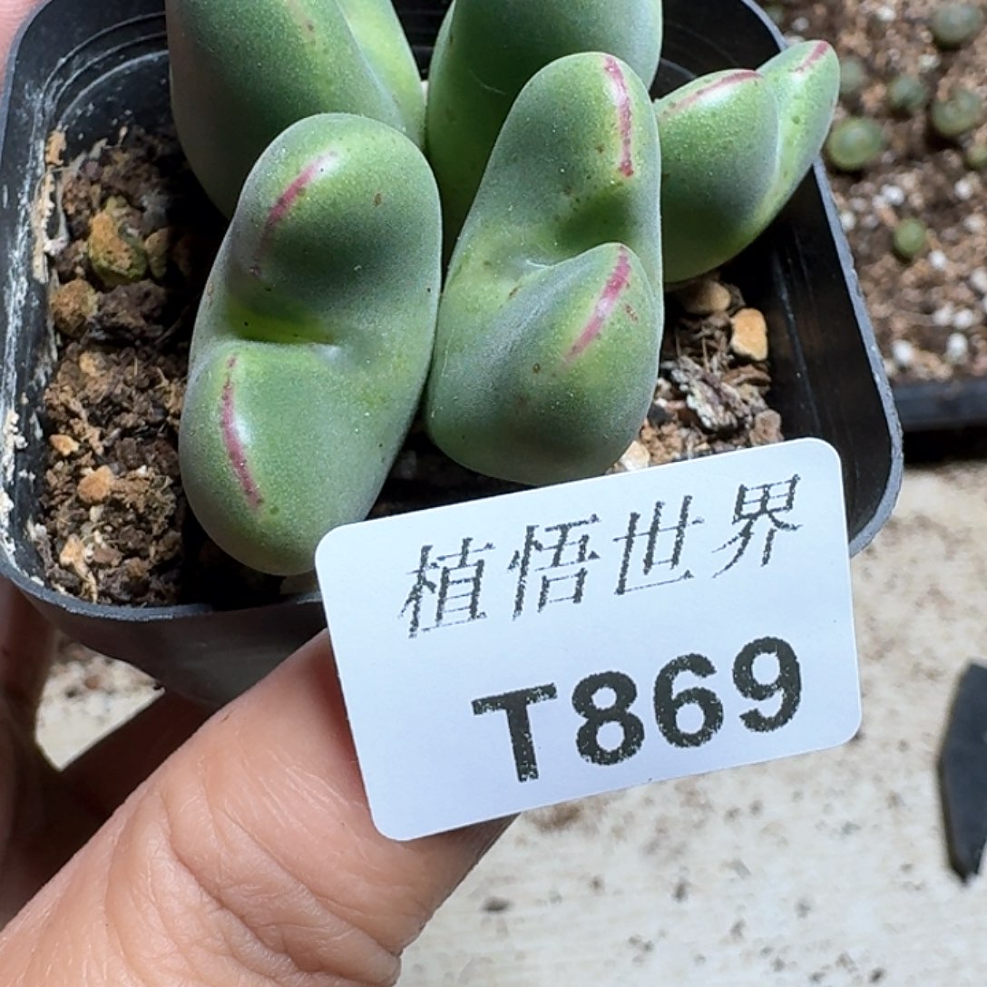 869盒多肉植物哇f c