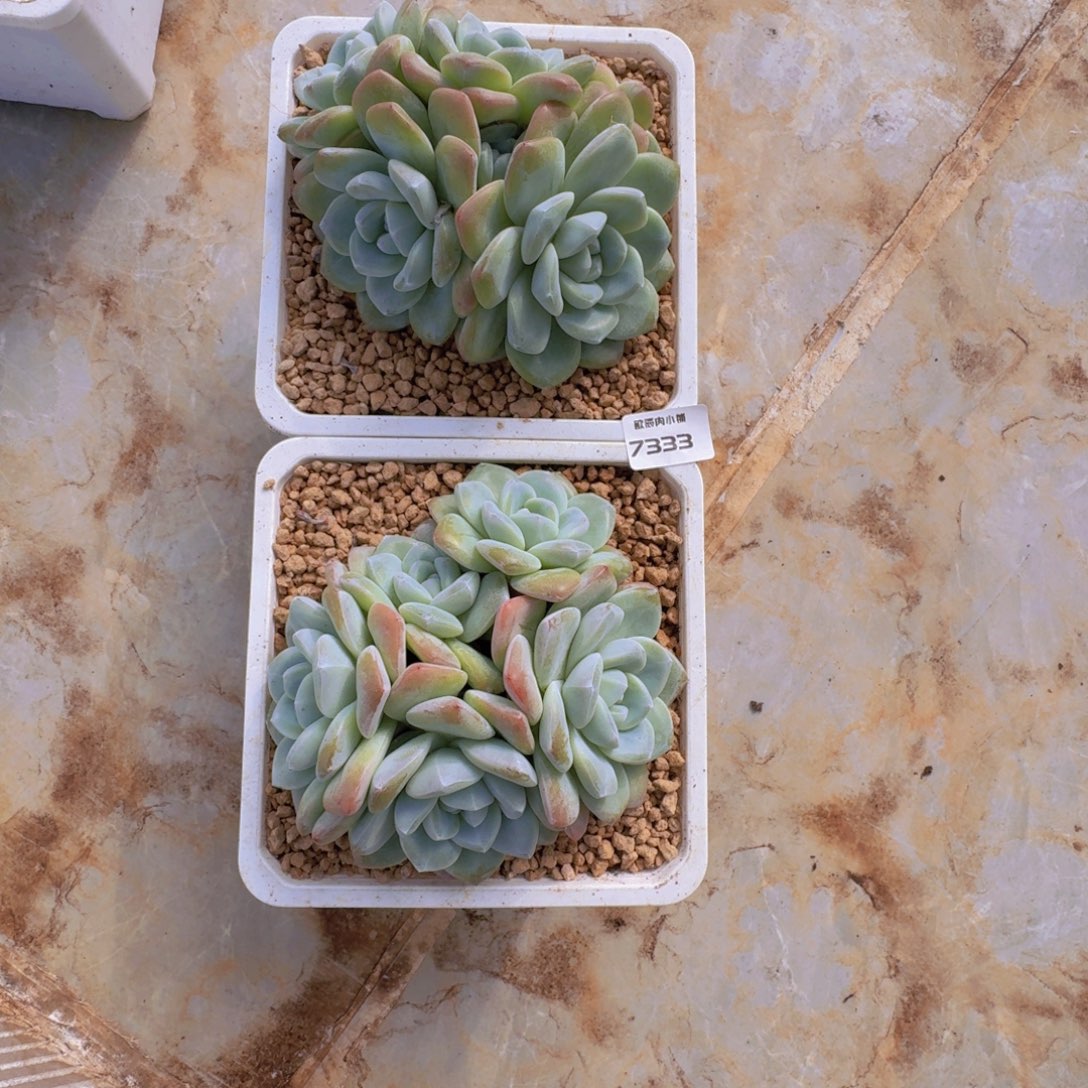 兜****多肉植物冰玉7333