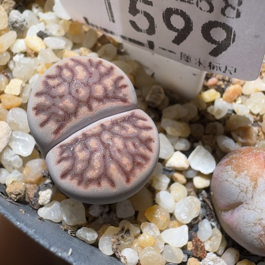 z小黄车里捡漏啦1599