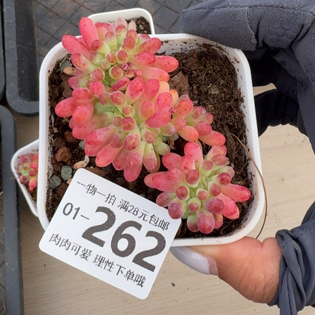 果冻乙女心无盆土发货